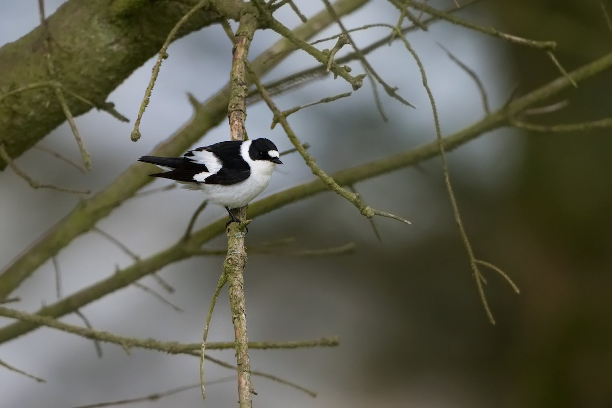 Collared Flycatcher - ML336670131