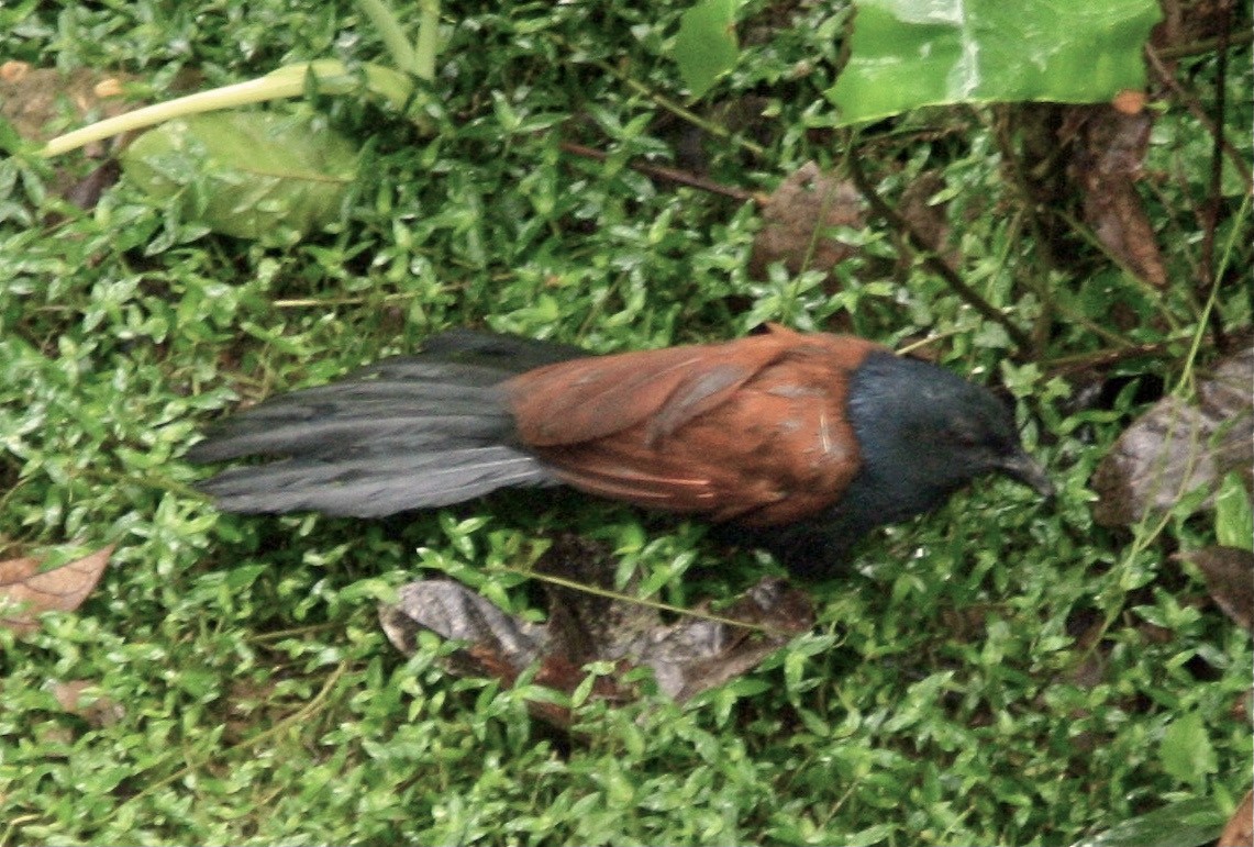 Greater Coucal - ML336671161