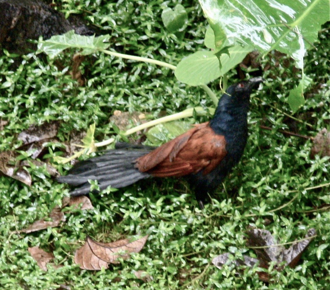 Greater Coucal - ML336671231