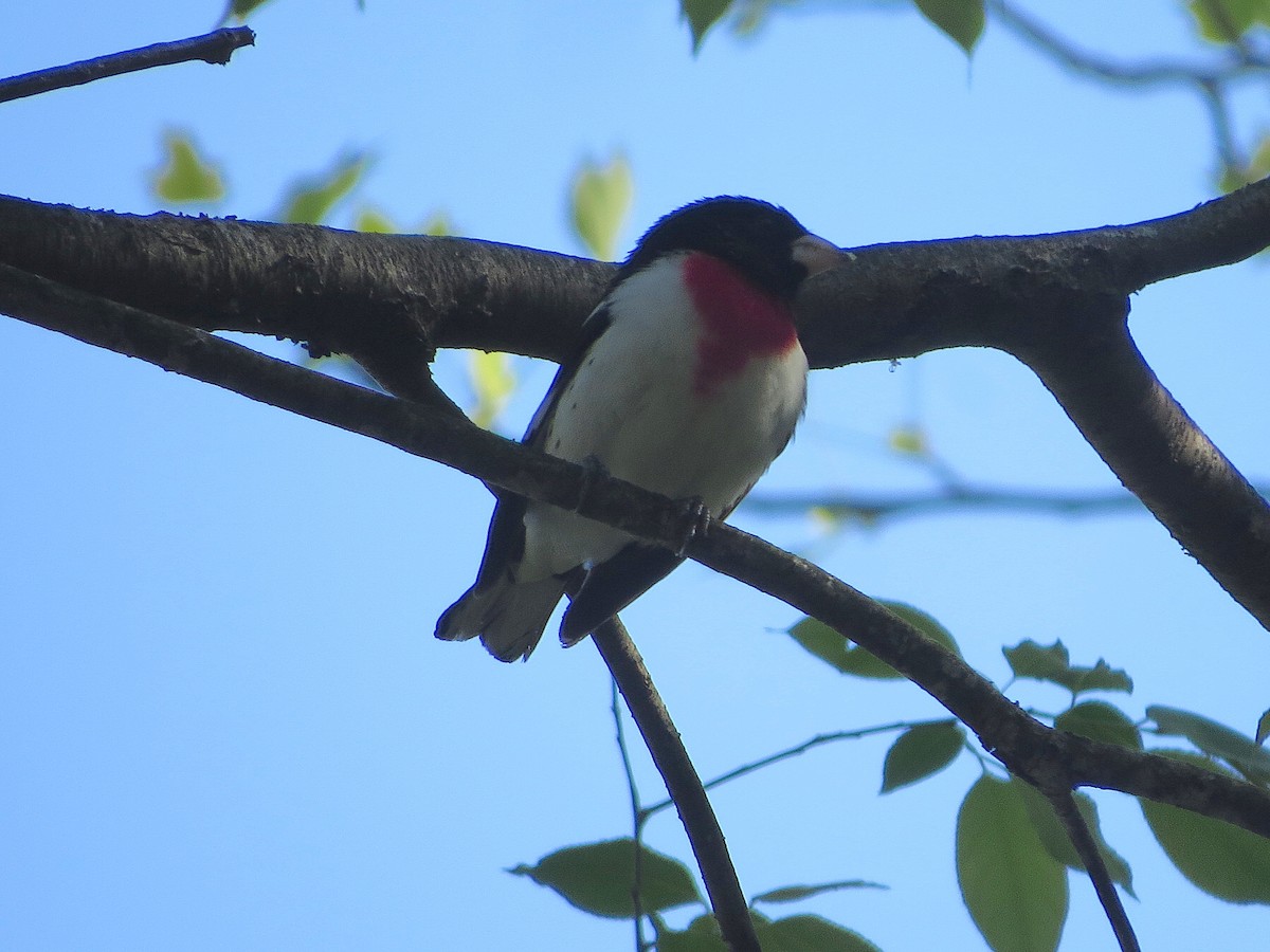 Rose-breasted Grosbeak - ML336671261