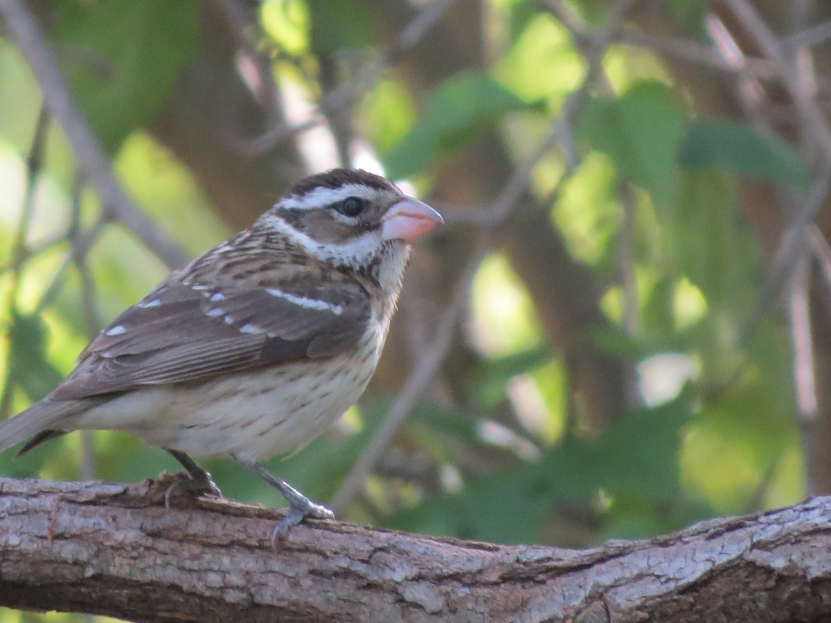 Rose-breasted Grosbeak - ML336671281