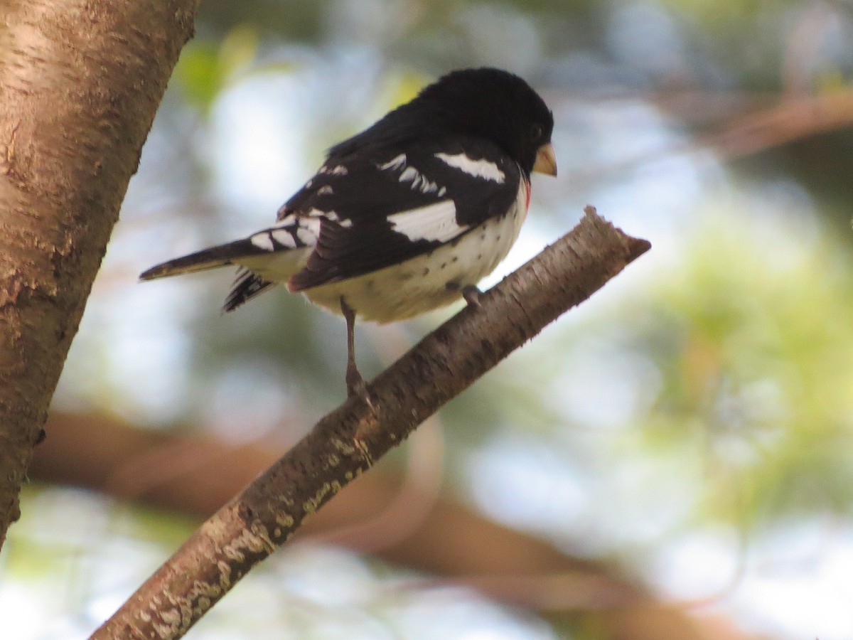 Rose-breasted Grosbeak - ML336671291