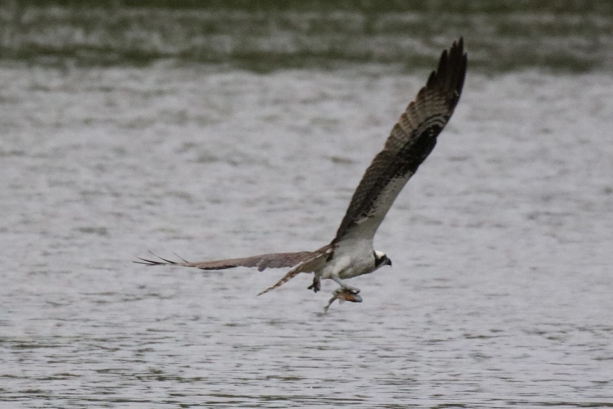 Osprey (carolinensis) - ML336672751