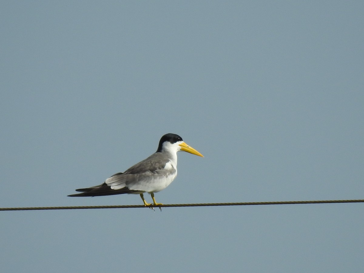 Large-billed Tern - Elder Gomes Silva