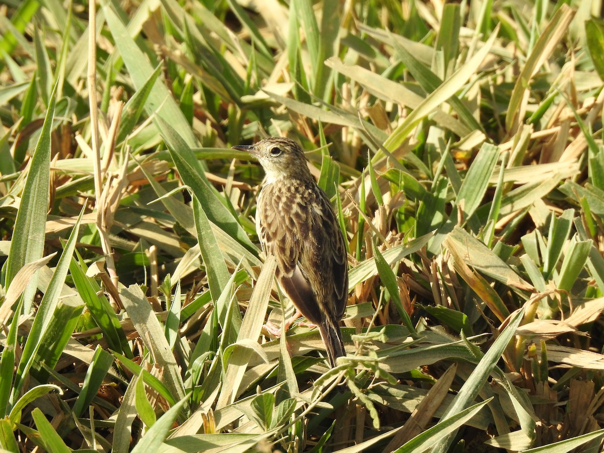 Yellowish Pipit - Elder Gomes Silva