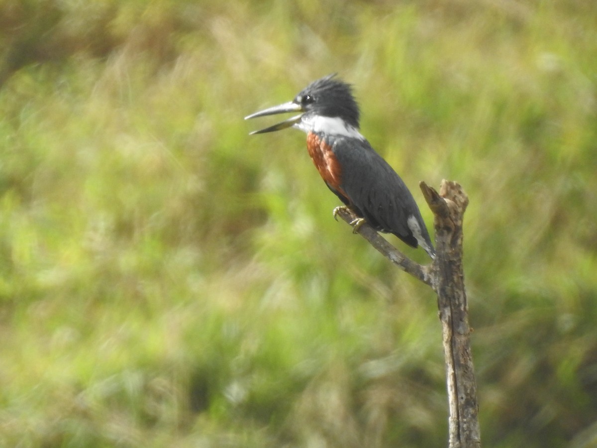 Ringed Kingfisher - Elder Gomes Silva