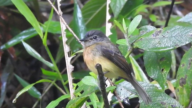 Tawny-chested Flycatcher - ML336674891