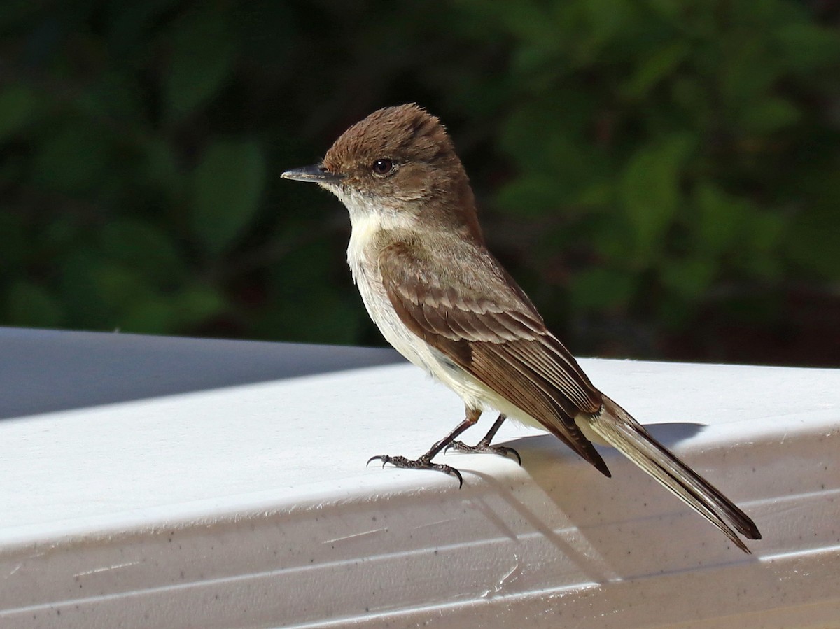 Eastern Phoebe - ML336674941