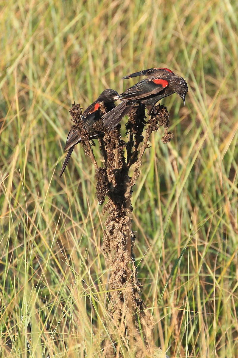 rødvingetrupial (phoeniceus gr.) - ML33667871