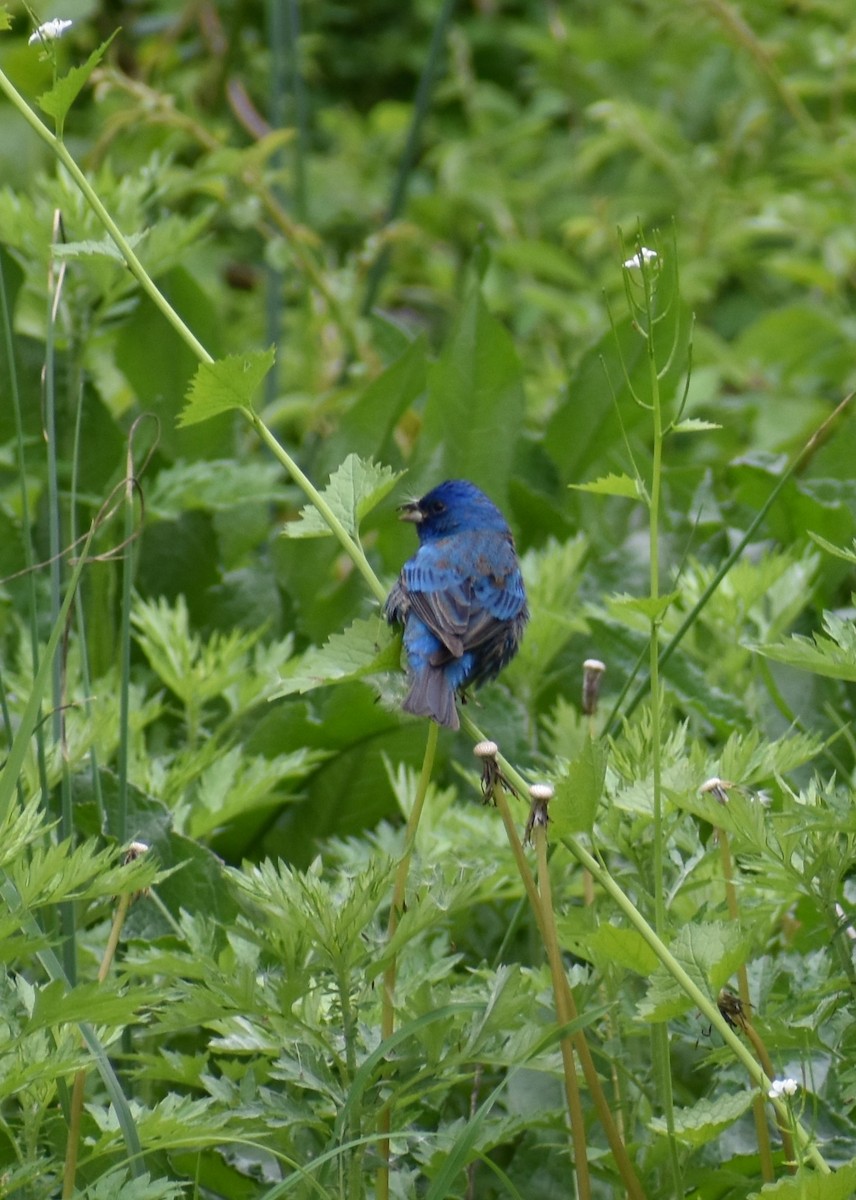 Indigo Bunting - ML336679191