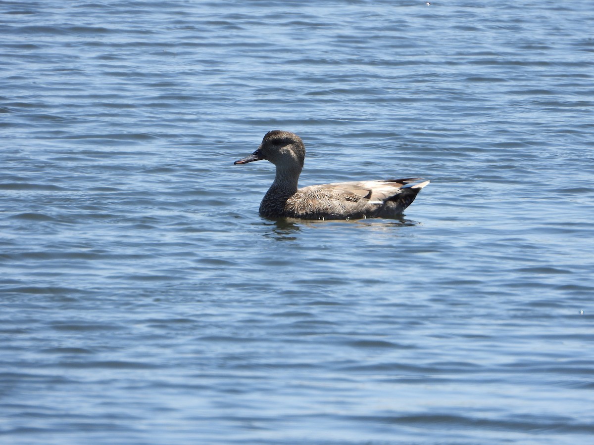 Gadwall - ML336679221