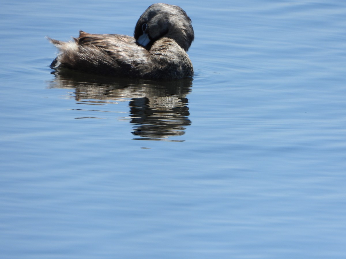 Pied-billed Grebe - ML336679441