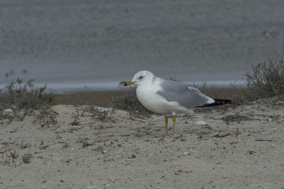 Ring-billed Gull - ML336679611