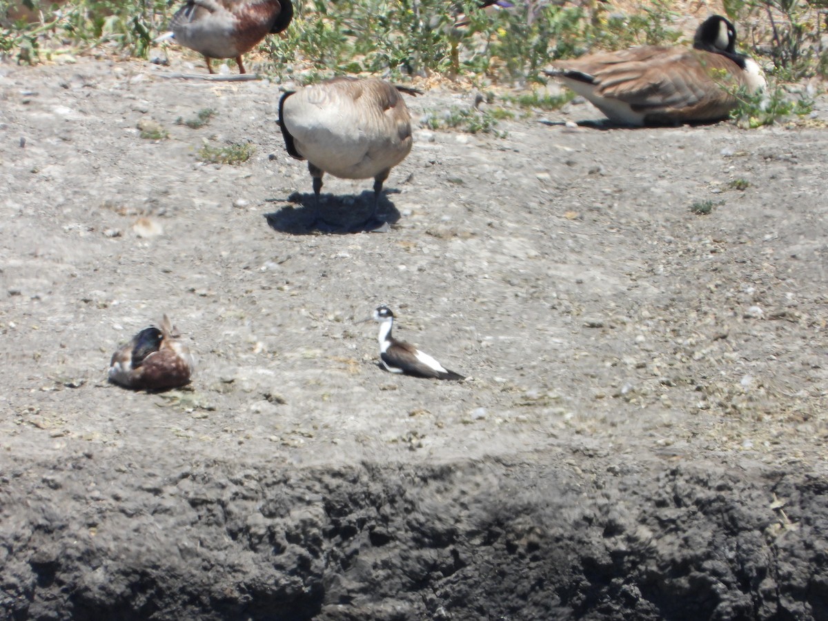 Black-necked Stilt - ML336679761