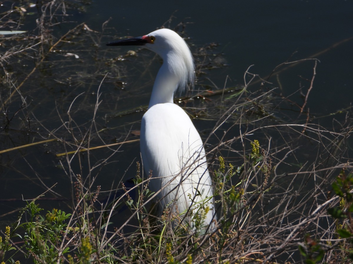 Snowy Egret - ML336680161