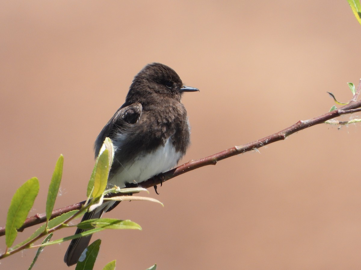 Black Phoebe - ML336680221