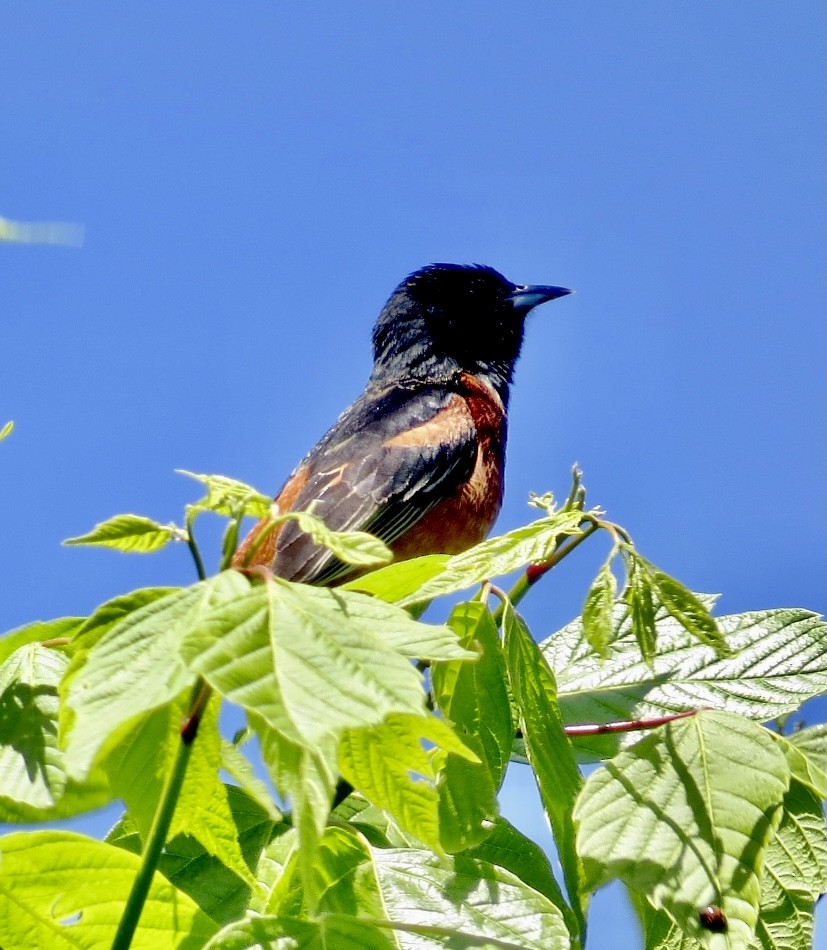 Orchard Oriole - ML336680561