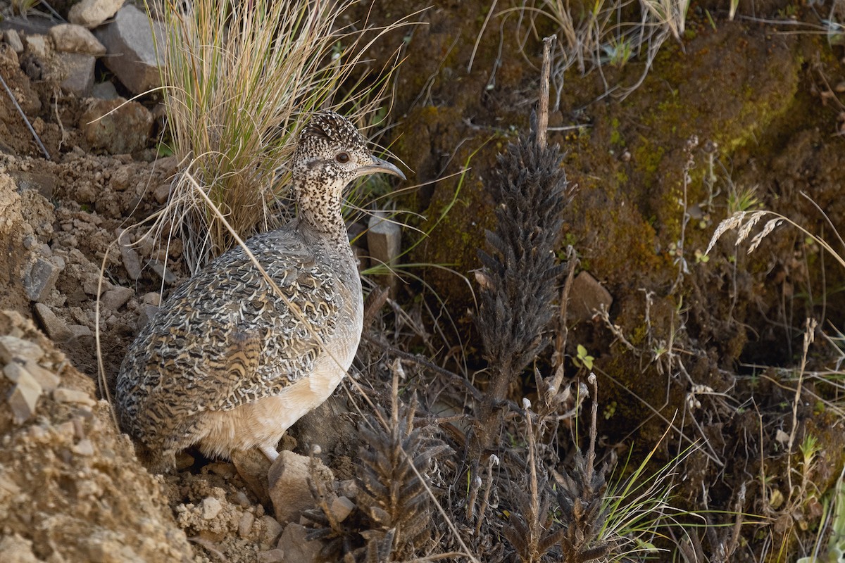 Ornate Tinamou - ML336680611