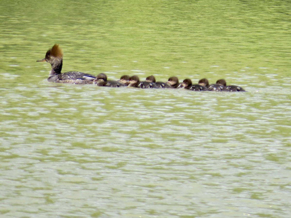 Hooded Merganser - ML336680831