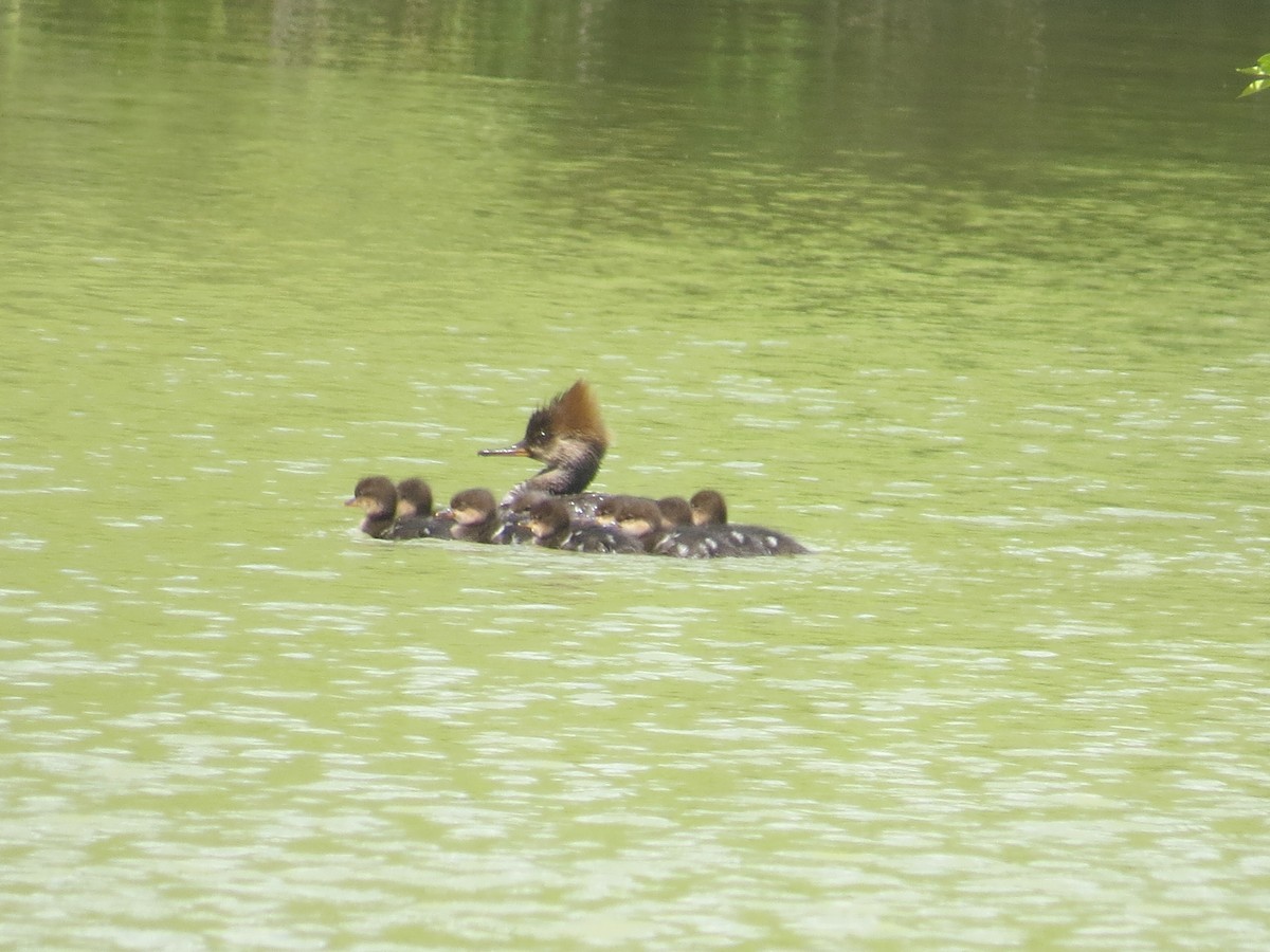 Hooded Merganser - ML336680841