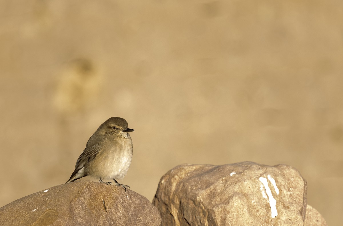 Black-billed Shrike-Tyrant - ML336681101