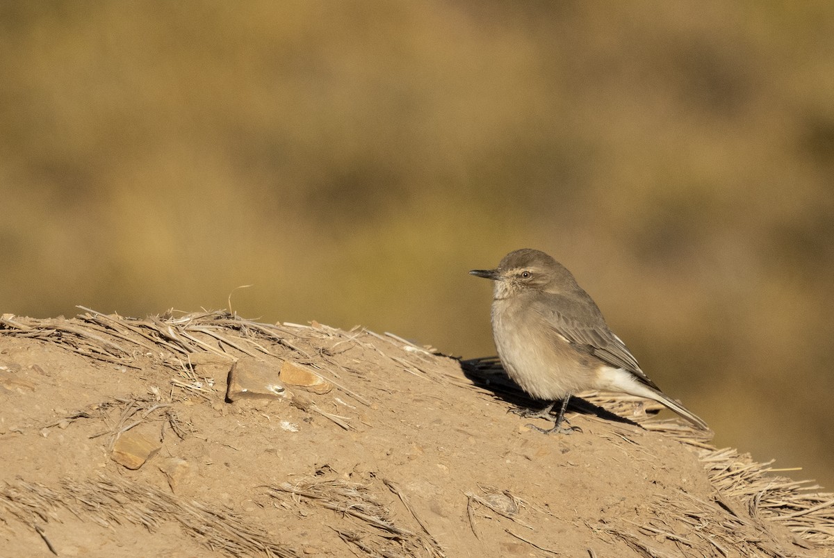 Black-billed Shrike-Tyrant - ML336681211