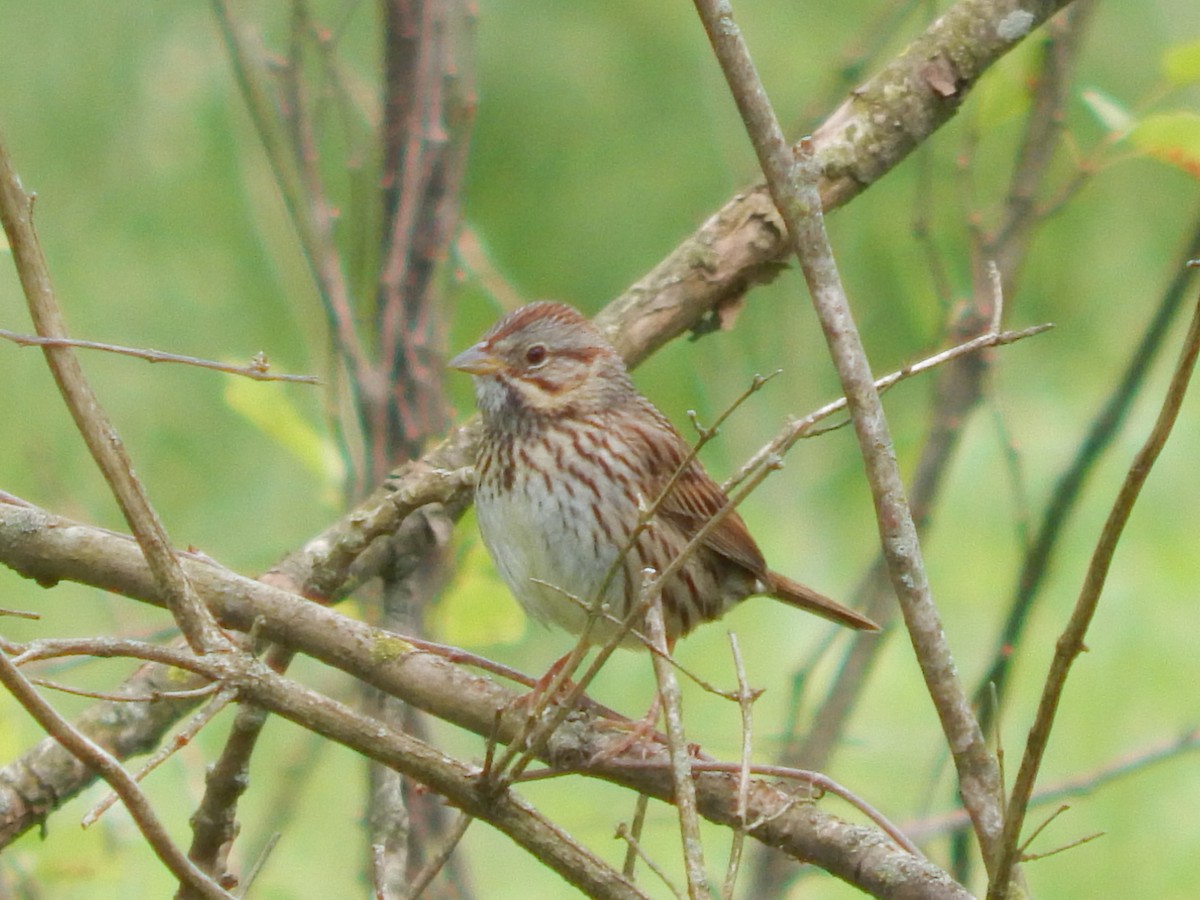 Lincoln's Sparrow - ML336681931