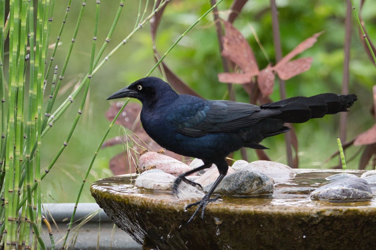 Great-tailed Grackle - ML336682001