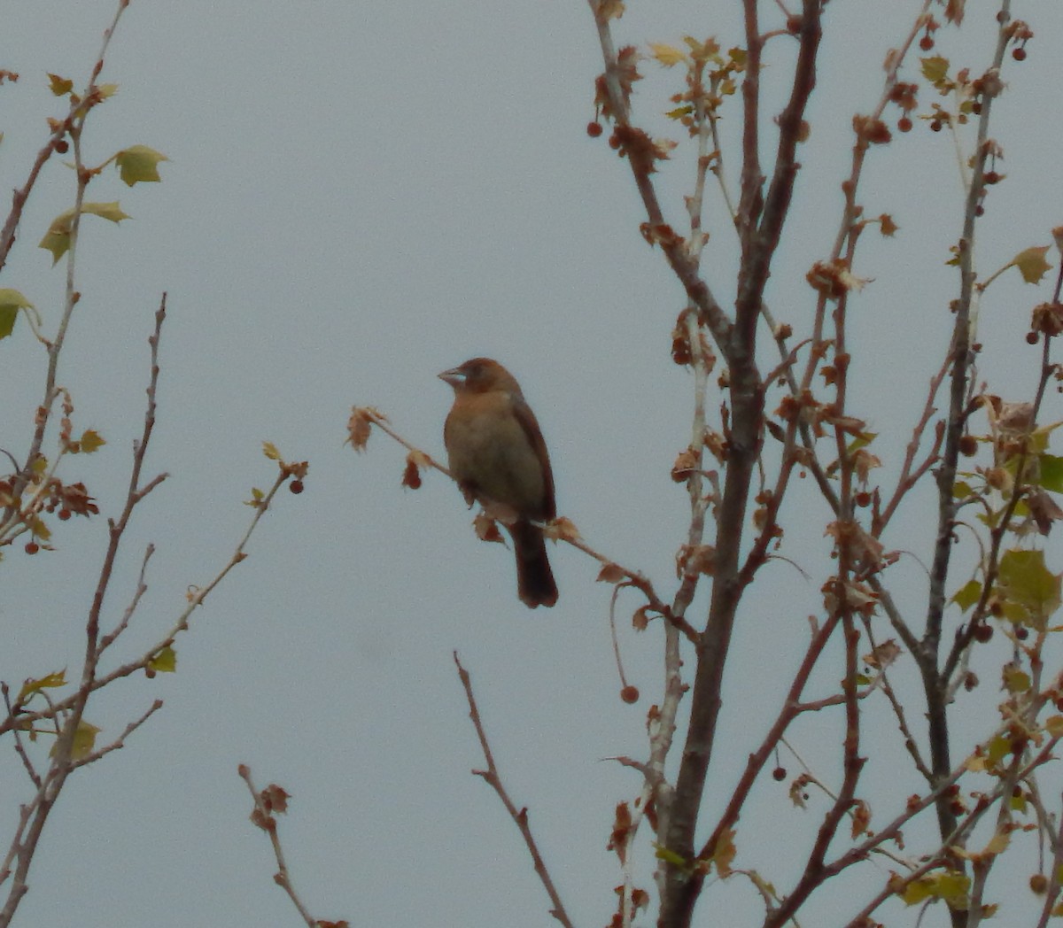 Blue Grosbeak - ML336682651