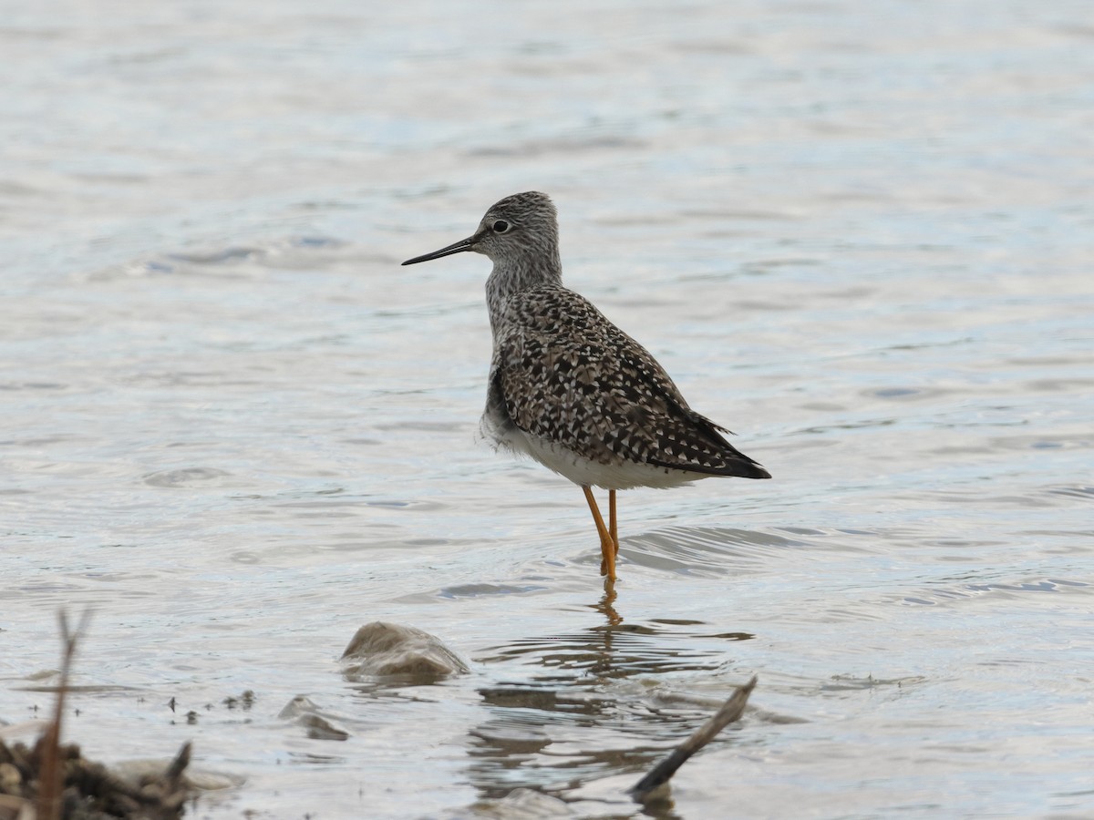 Greater Yellowlegs - ML336683021