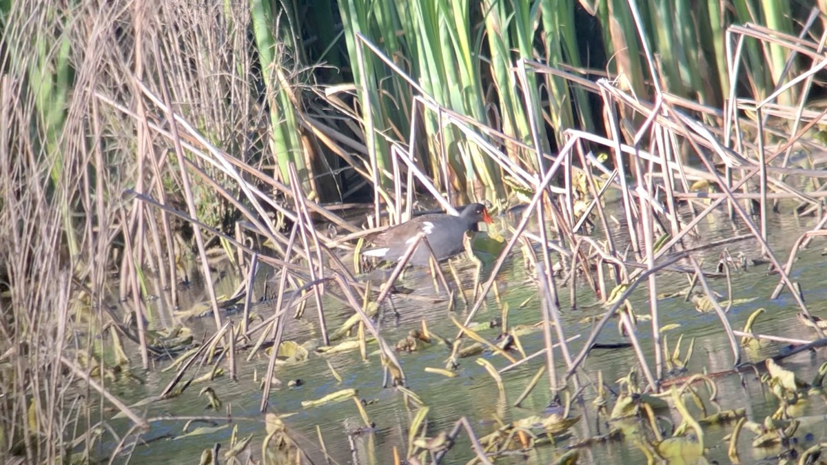 Gallinule d'Amérique - ML336683471