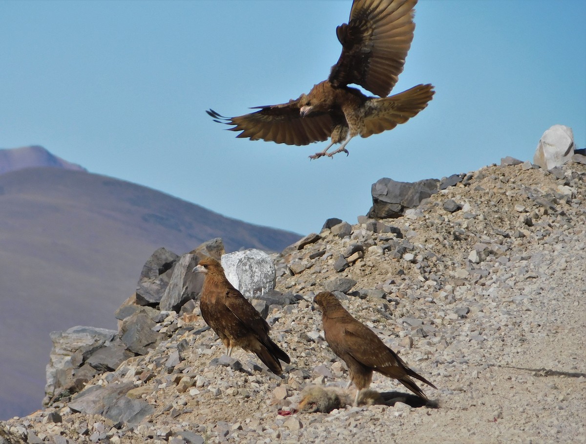 Mountain Caracara - ML336683561