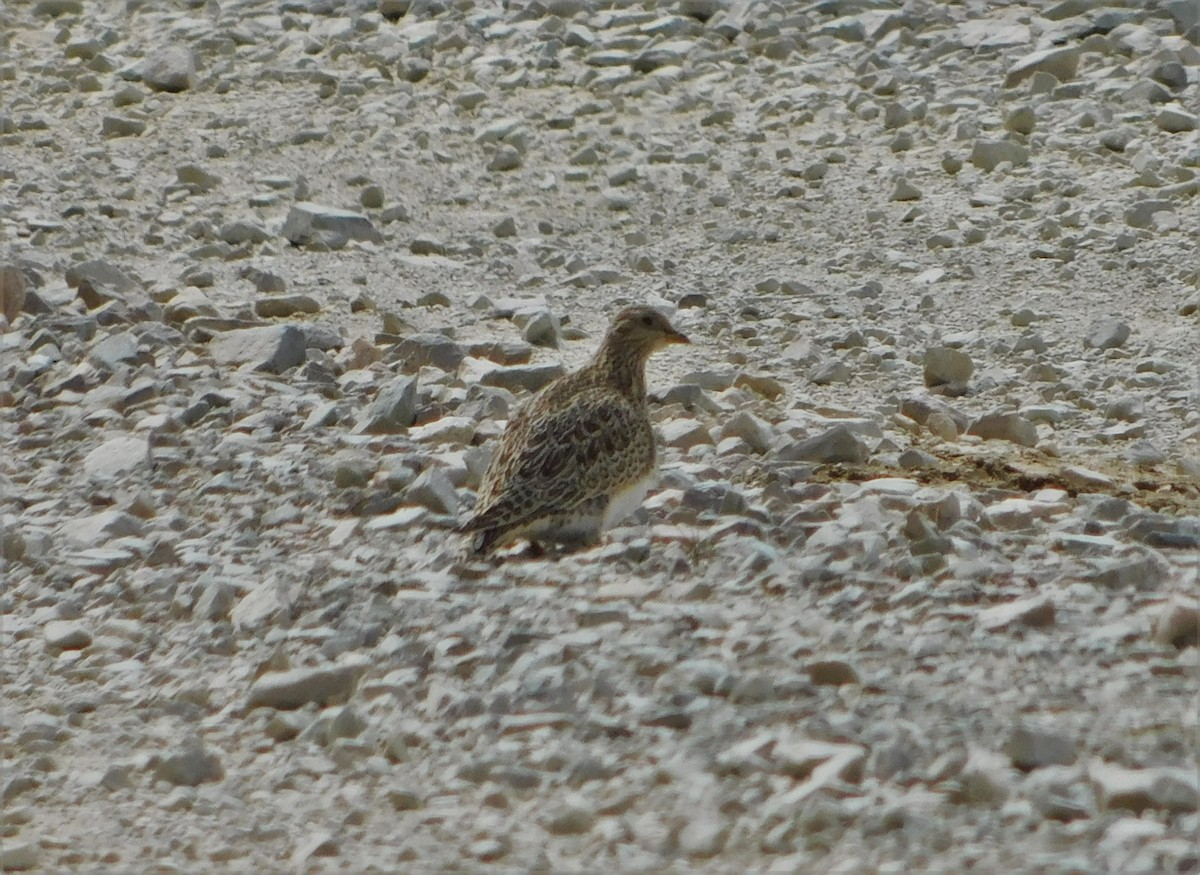 punarypesnipe - ML336683921