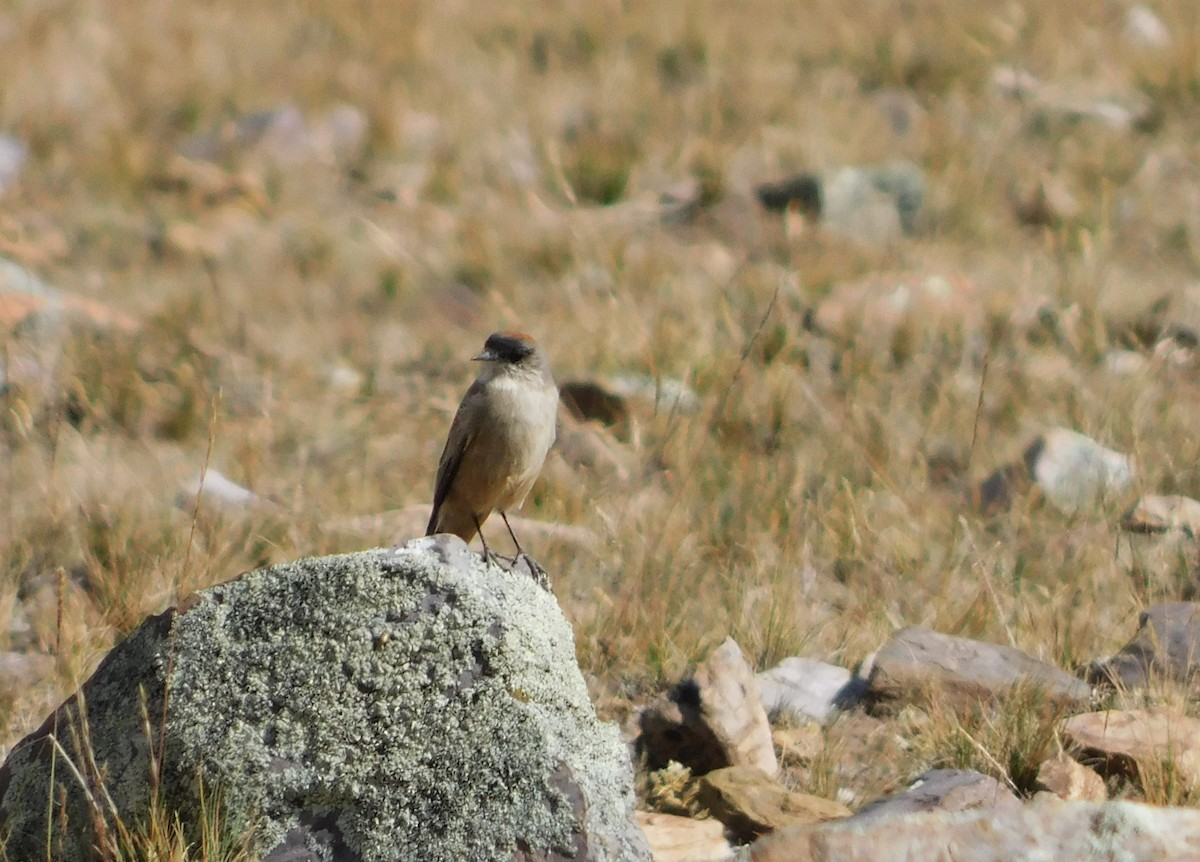 kanelmarktyrann - ML336684071