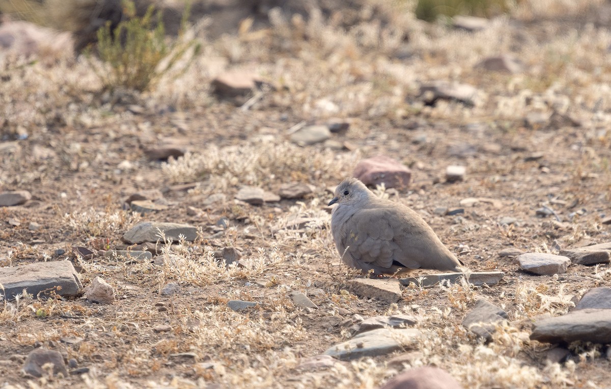 Golden-spotted Ground Dove - ML336684081