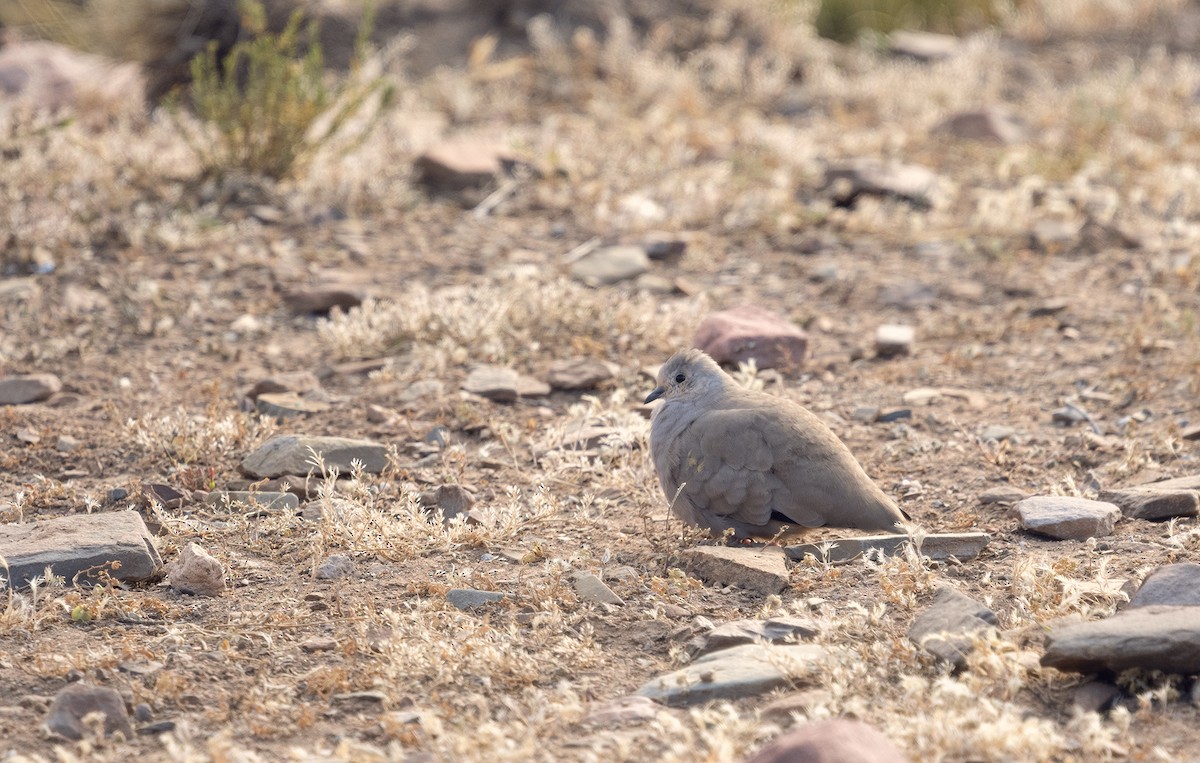 Golden-spotted Ground Dove - Carlos Mariani