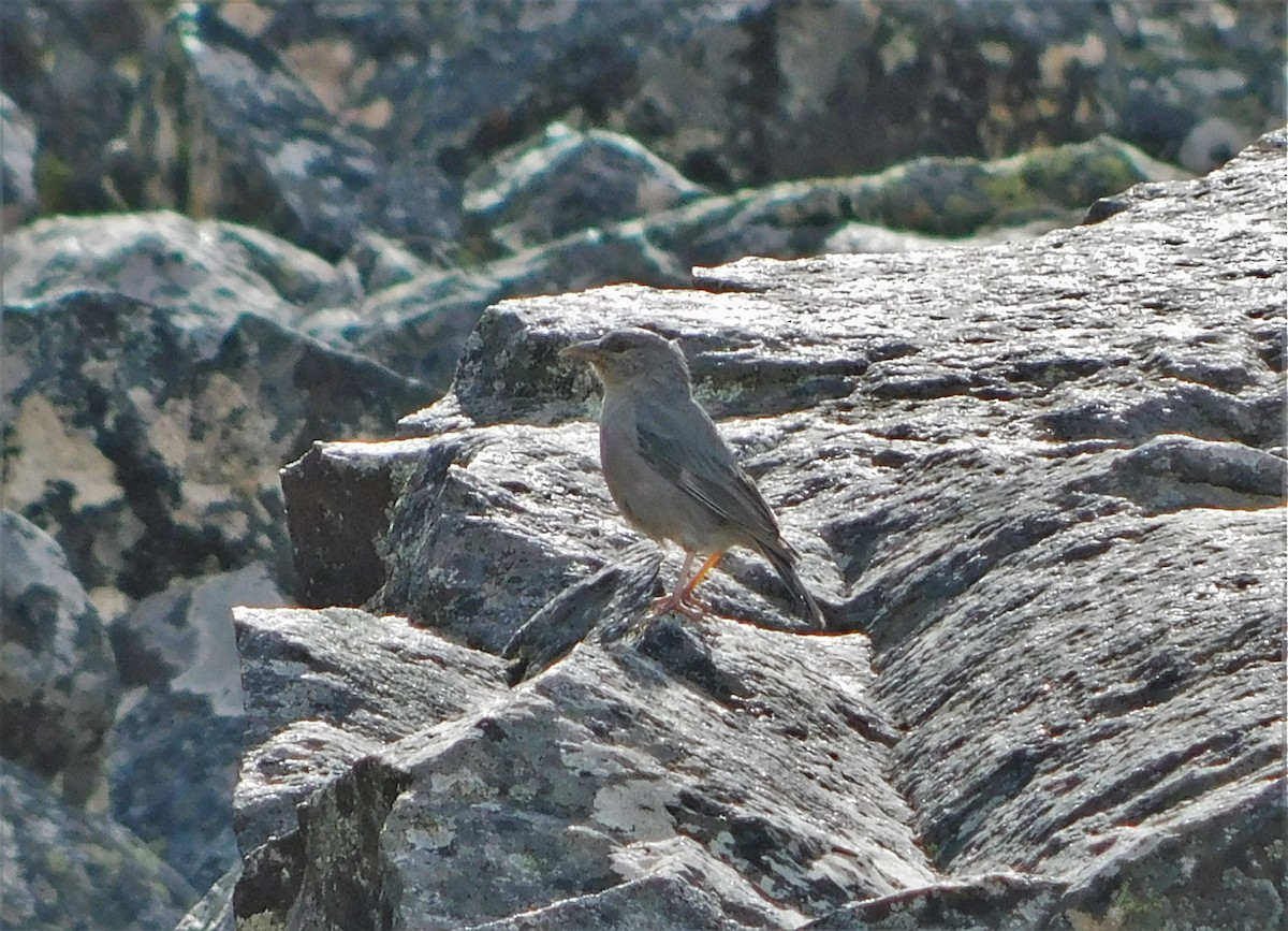 kortstjertspurv - ML336684471