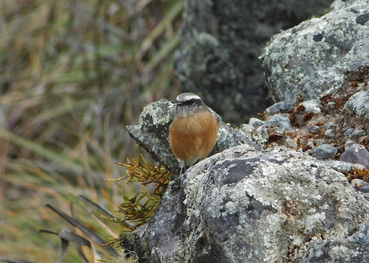 punatyrann - ML336685271