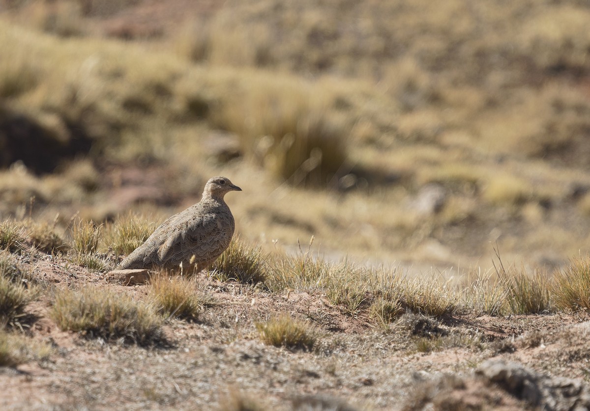 písečník rezavý - ML336686211