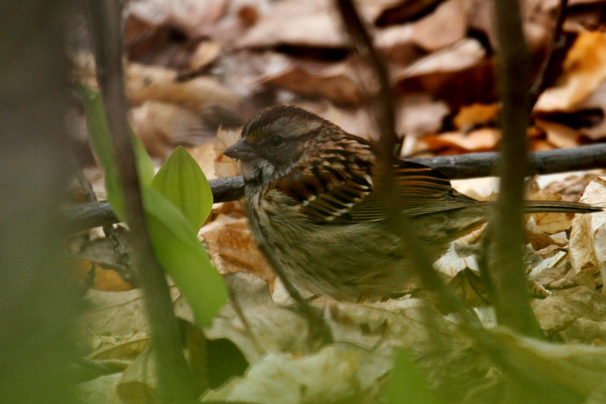 White-throated Sparrow - steve b