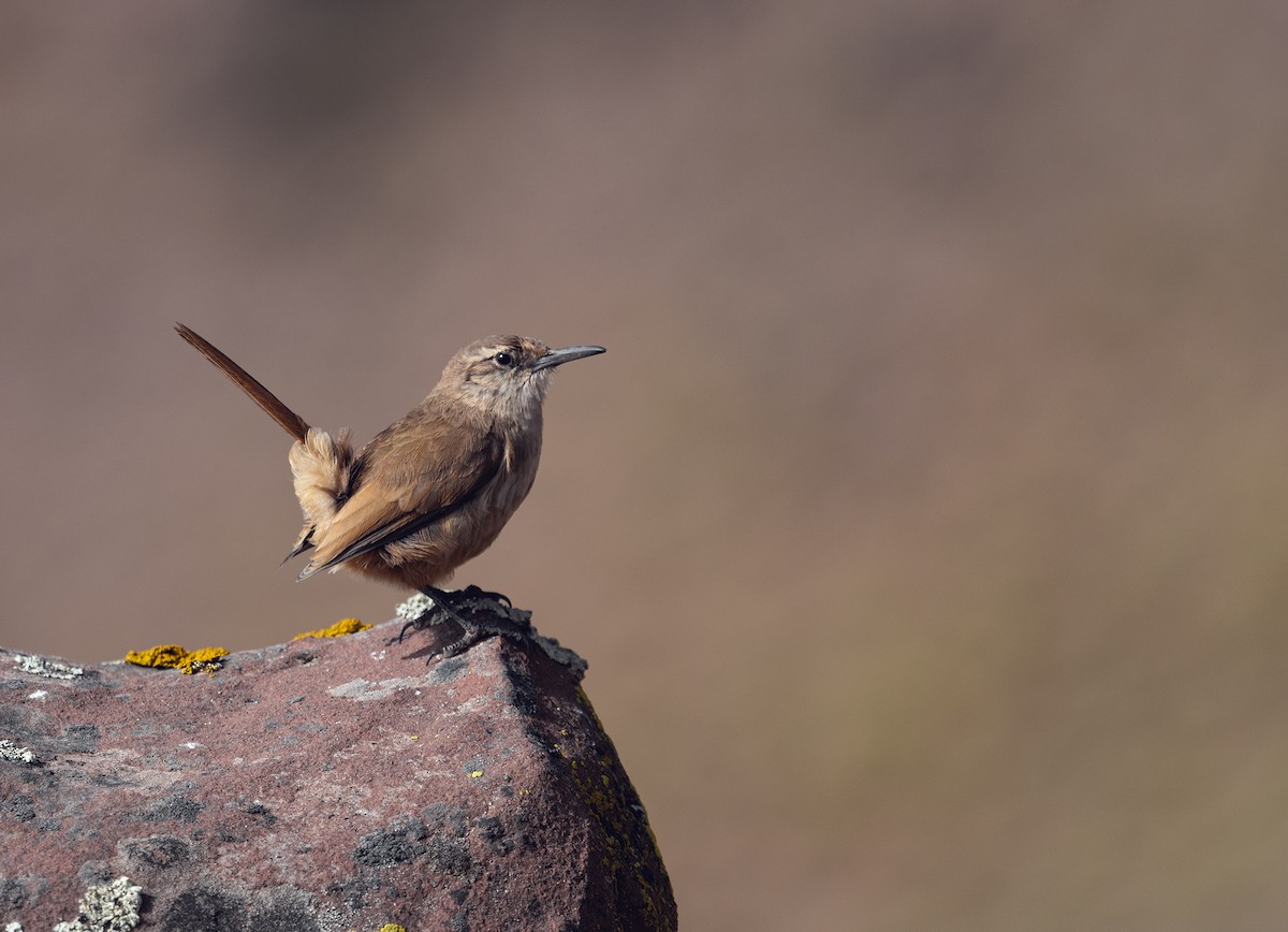 Straight-billed Earthcreeper - ML336687181