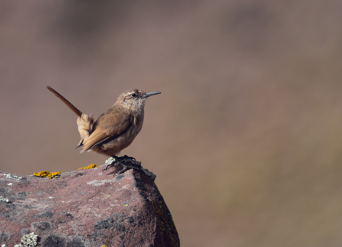 Straight-billed Earthcreeper - ML336687181