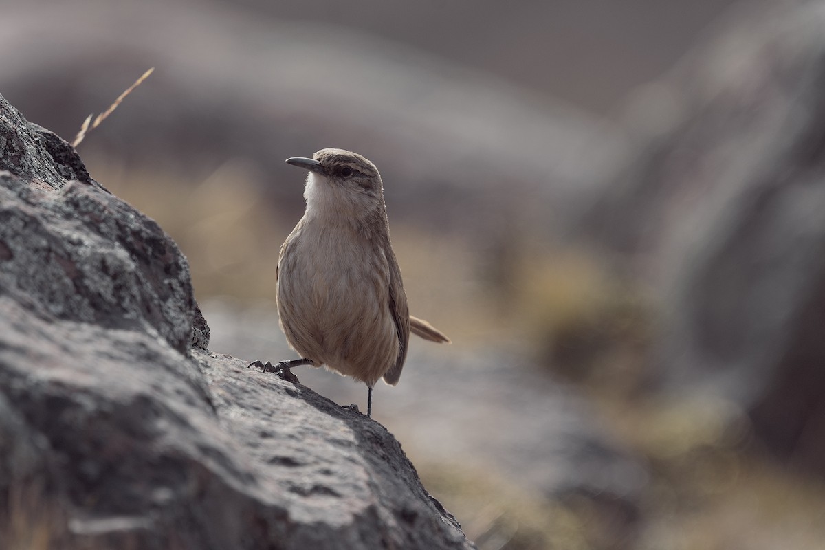 Straight-billed Earthcreeper - Carlos Mariani