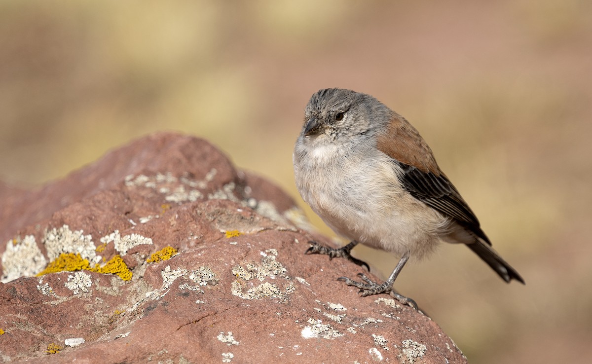 Red-backed Sierra Finch - ML336687461