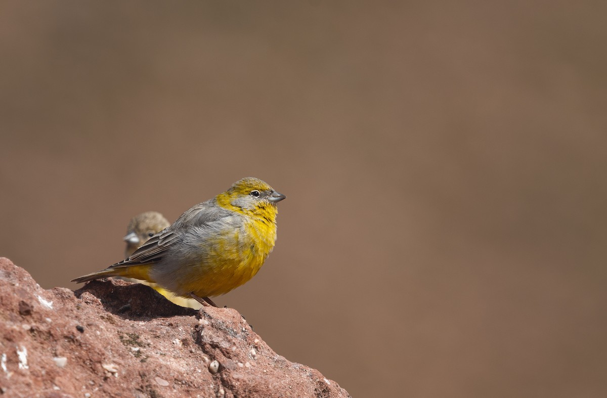 Bright-rumped Yellow-Finch - ML336687791