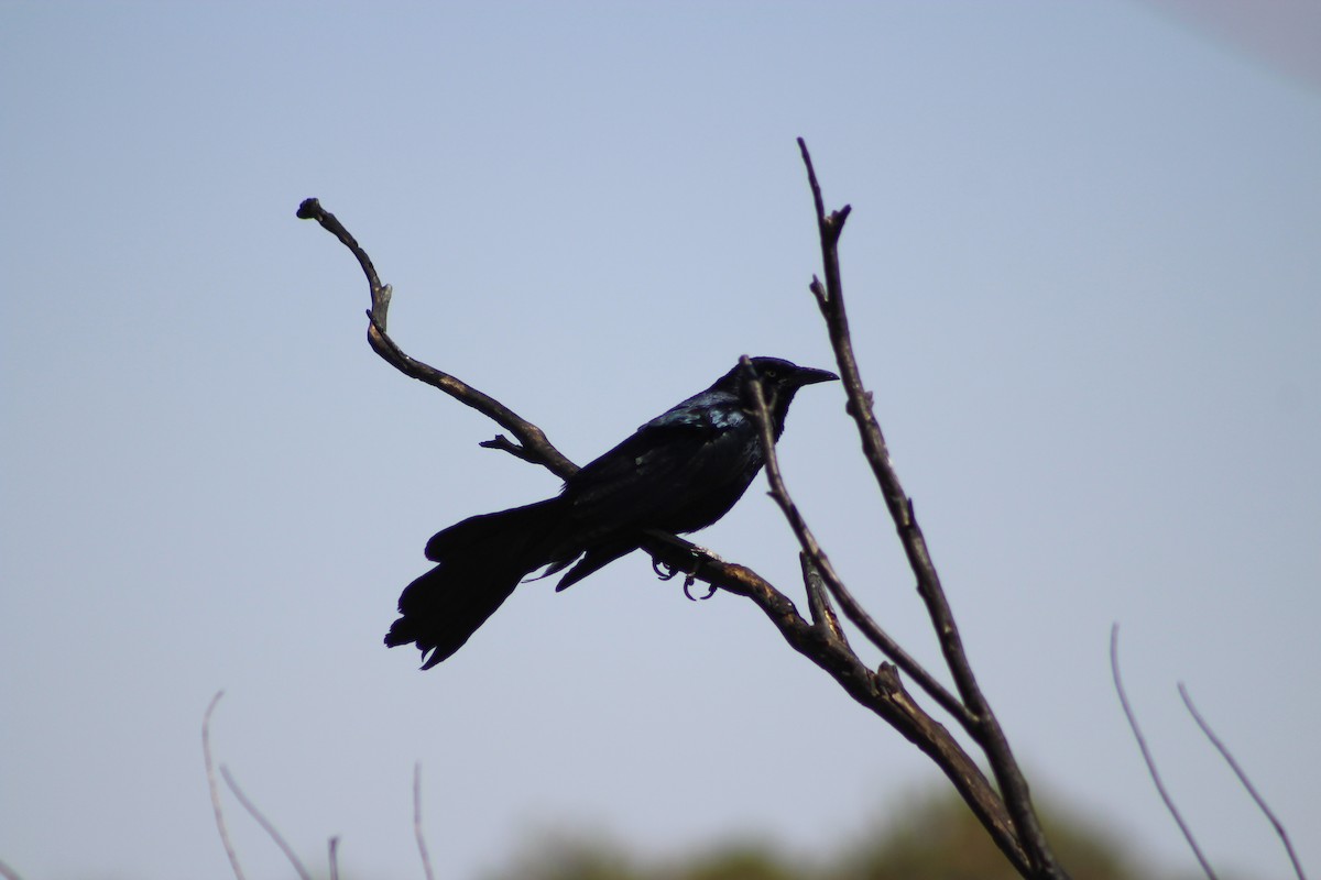 Great-tailed Grackle - ML336688621