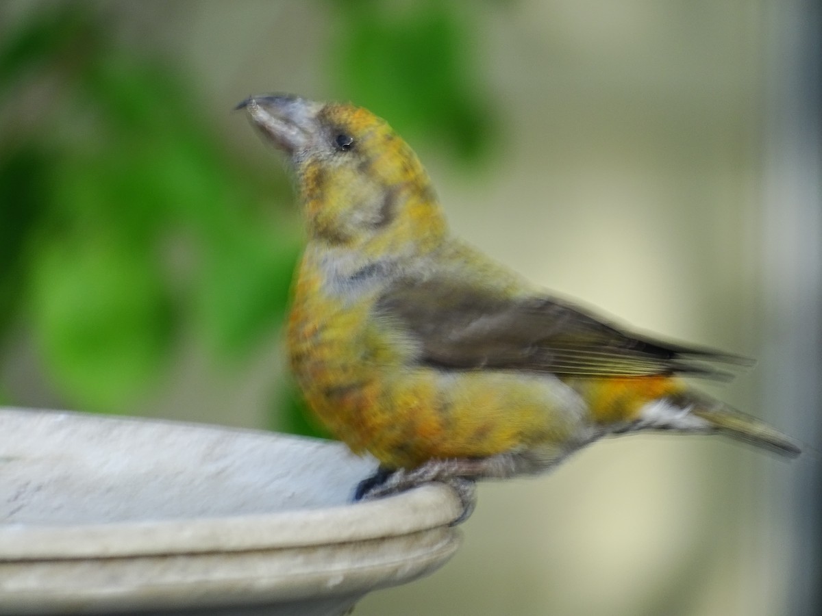 Red Crossbill - Mike Scott