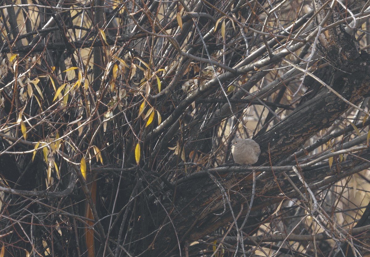 Black-winged Ground Dove - ML336690411