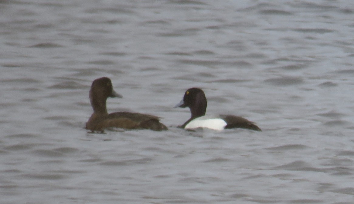 Greater Scaup - ML336690791