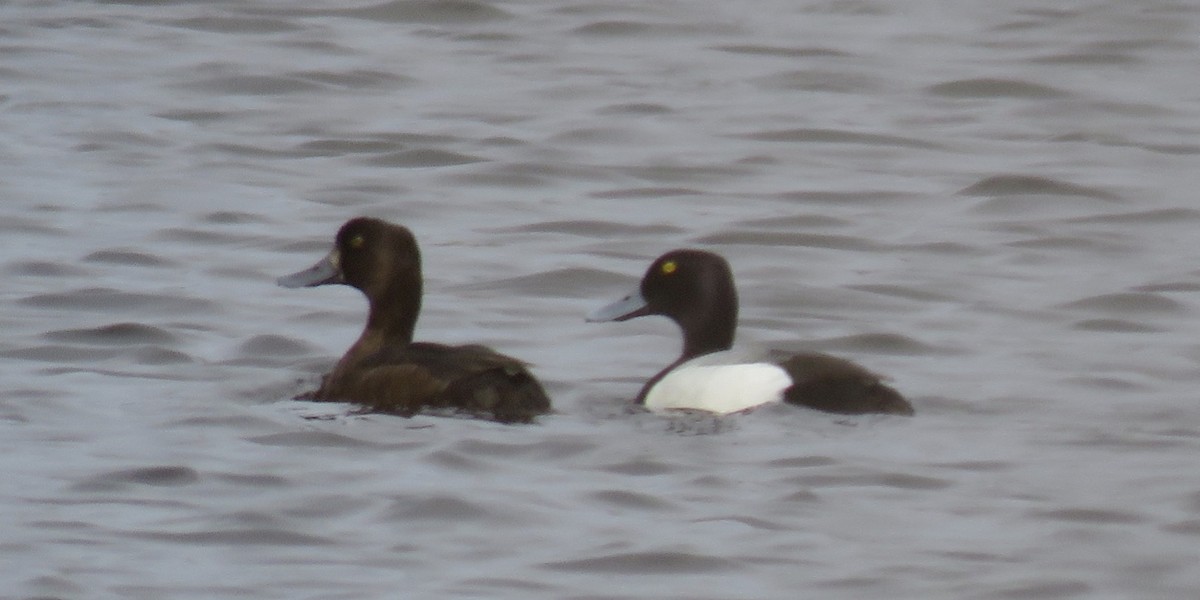 Greater Scaup - ML336690901